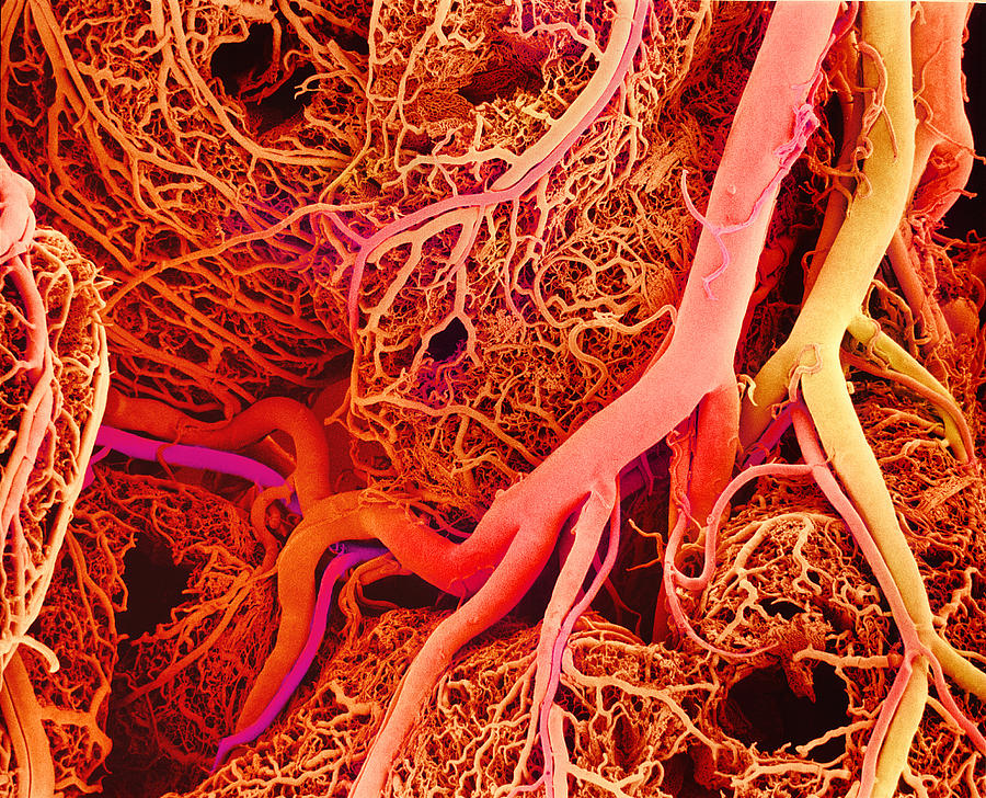 blood vessels sem 1ykwp1o