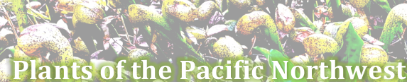 Popular plants of the Pacific Northwest