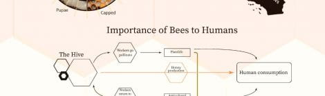 Annaliesa Mehler Honey Bee Diagrams