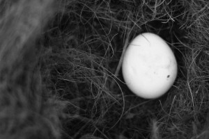 one_egg_in_a_nest_by_symons_photography-d4jncyy