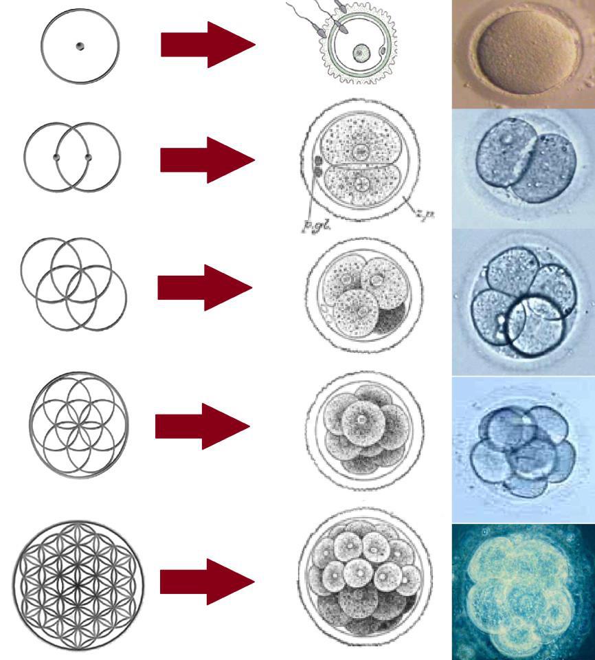 The Flower Of Life