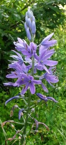 Camas lily, six pedal flower