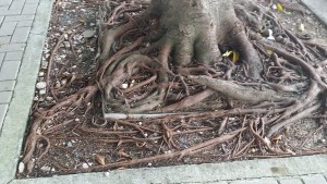 boxed_tree_roots (1)s