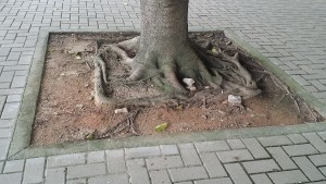 boxed_tree_roots (2)s