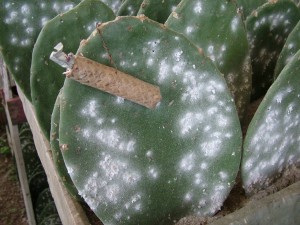 A nopal penca infested with the bugs that are used for making the cochineal dye. (S. Wood, 2010)