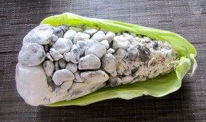An ear of corn with a considerable fungus growth, called Huitlacoche, which is a delicacy. (Photo, S. Wood, July 2014)