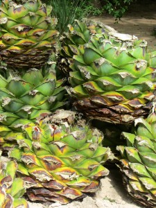 Pińas (maguey hearts) left over from the mezcal festival in the Llano park, July 2014. (Photo, S. Wood)