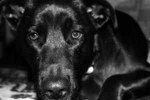 black and white close up of Luna dog laying on floor