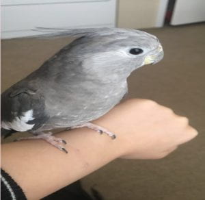 Giovanna's cockatoo resting on her arm