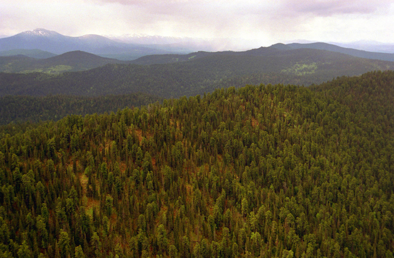 Arbachov-cedar-forest