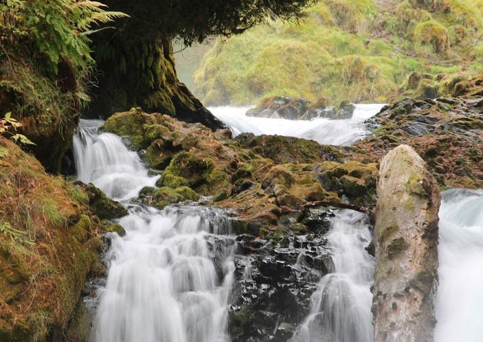 The Mckenzie River winds past logs, over moss covered boulders, and cascades down small waterfalls.