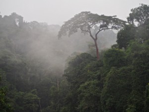 Cloud Forest at Kinguélé, Monts de Cristal, Gabon 29Sept14 Roy 02