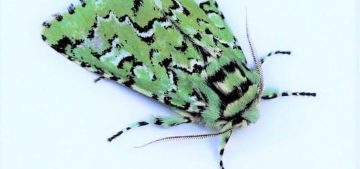 A closeup of the Pacific Nortwest moth Feralia deceptiva