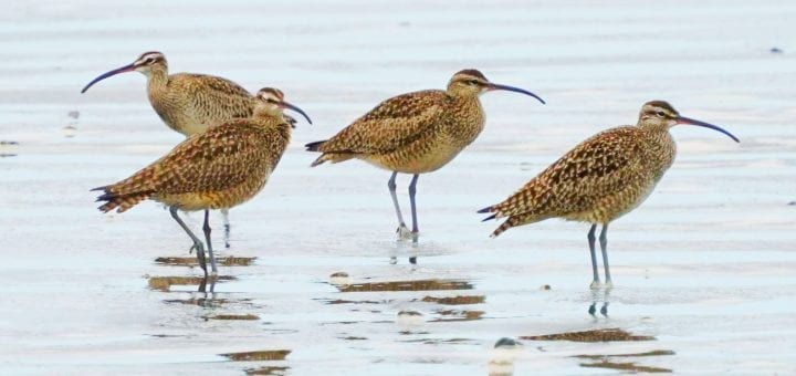 Four Whimbrel birds on the water