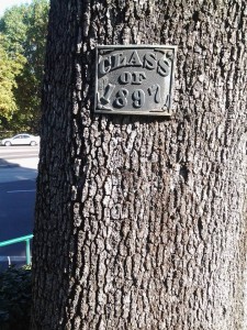 Bronze plaque of Class of 1897 anchored to campus oak near Villard Hall (photo by Zach Bigalke)