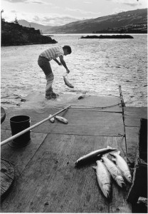 Roger Dick, Jr. harvesting blueback from scaffold off Highway 14 near Sauter's Beach; Lyle, Washington. [Jacqueline Moreau papers, Coll 459, Box 10, Folder 4; Special Collections and University Archives, University of Oregon Libraries, Eugene, Oregon.]