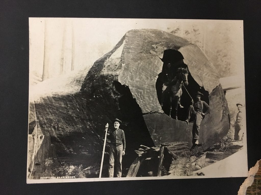 Photo of men surrounding fallen tree. The large tree contains a crevasse so large a horse has been placed inside for scale.