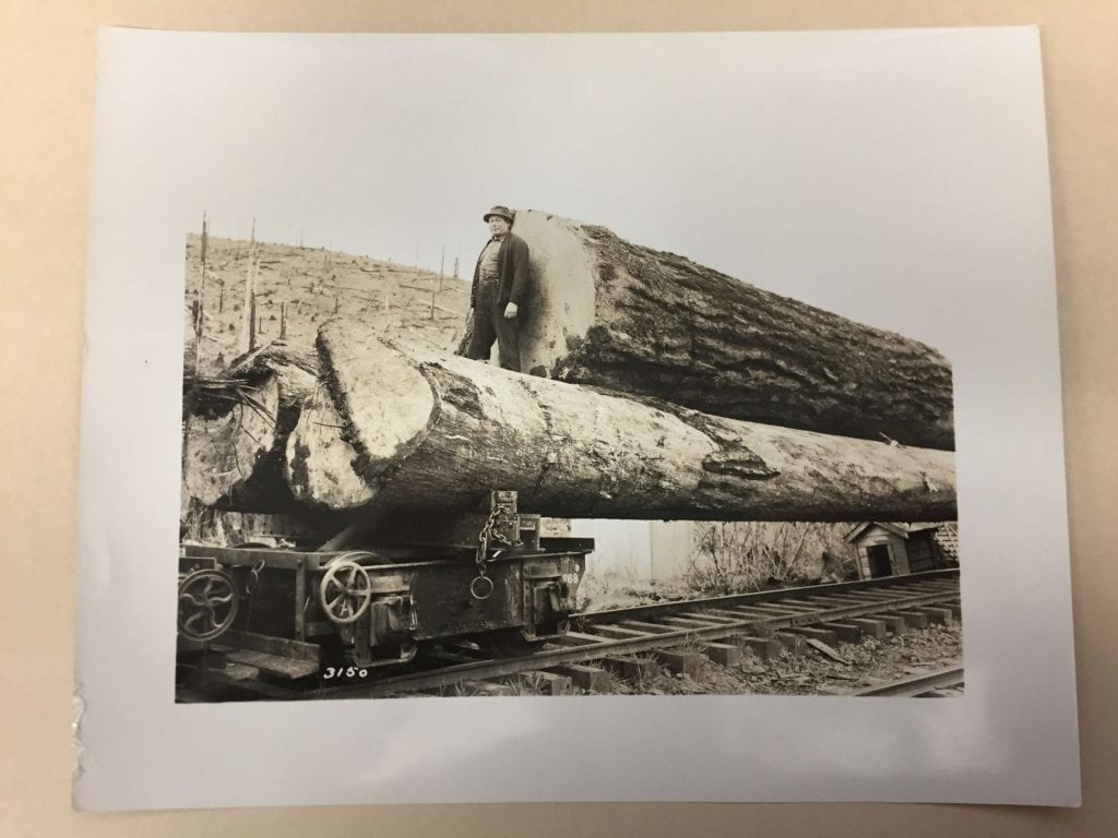 Man standing next to felled trees on railway