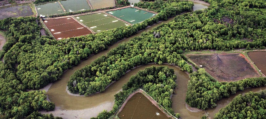 Modeling Forest Mangrove to Shrimp Farm Conversion in Thailand