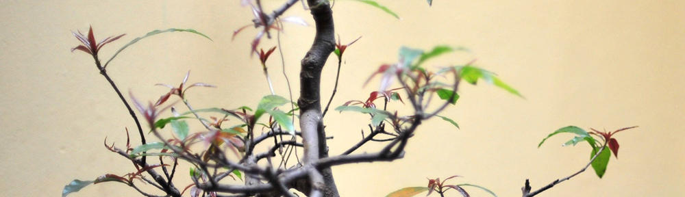 Political Science 410 Blog