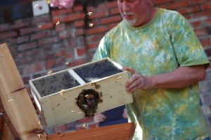 boss pours bees