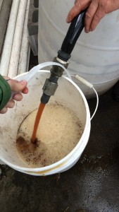 compost tea pouring may 12