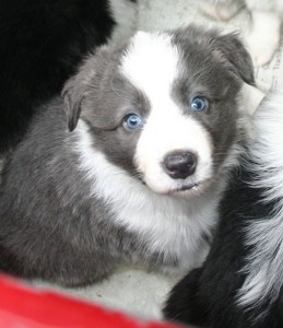 5-week-old_border_collie_puppy