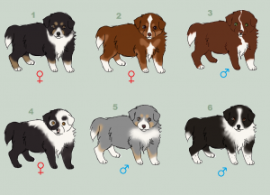 border_collie_puppies_by_winterbrookstables-d64v0lt